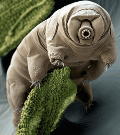 地球上最頑強(qiáng)的生物, 能在外太空生存, 生存力爆滿(mǎn)的水熊蟲(chóng)