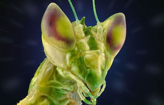 微距鏡頭下的異星世界 印尼攝影師眼中的昆蟲(chóng)王國(guó)